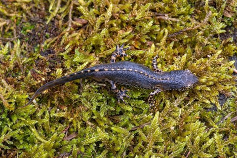 Alpine newt