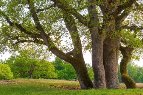 Oaks