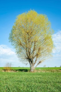 Crack willow
