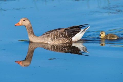 Greylag goose