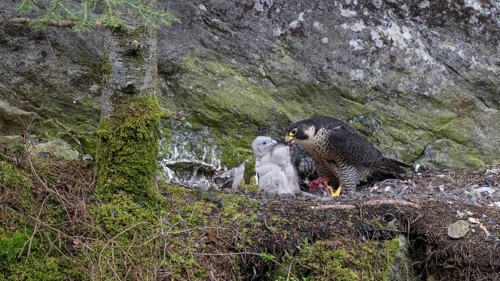 Peregrine falcon Falcon