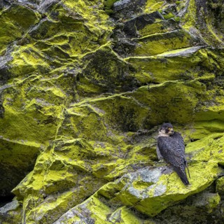 Peregrine falcon Falcon