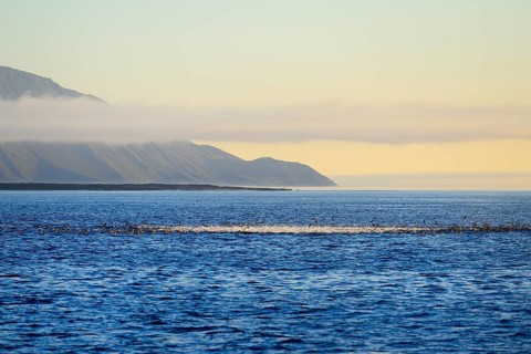 Bubbling sea as seabirds and predators hunt for a school of fish