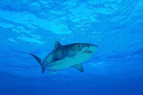 Tiger Shark