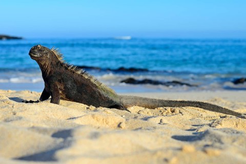 Marine iguana