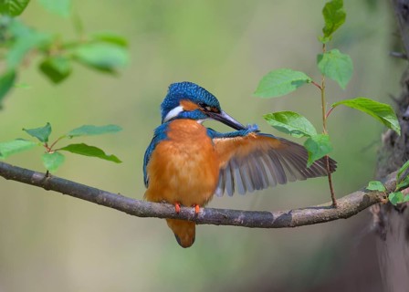 Common kingfisher