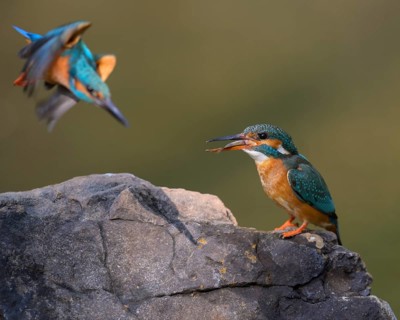 Common kingfisher
