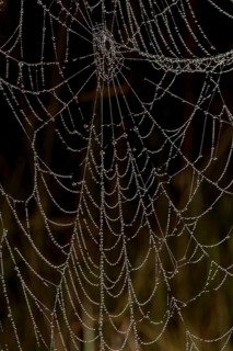 Beads of raindrops on spider's web