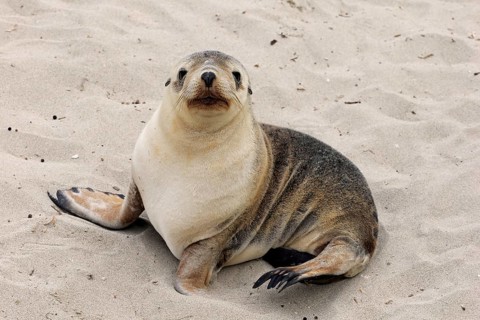 Australian sea lion
