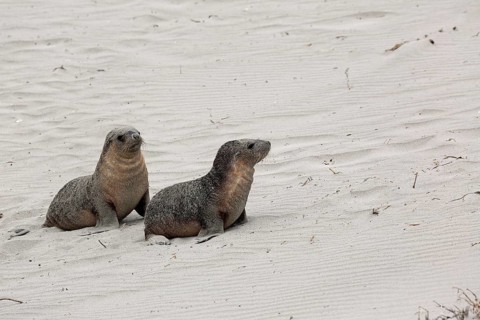 Australian sea lion
