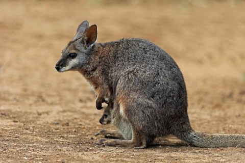 Derby wallaby