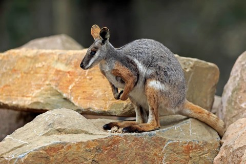 Yellow-footed rock-wallaby
