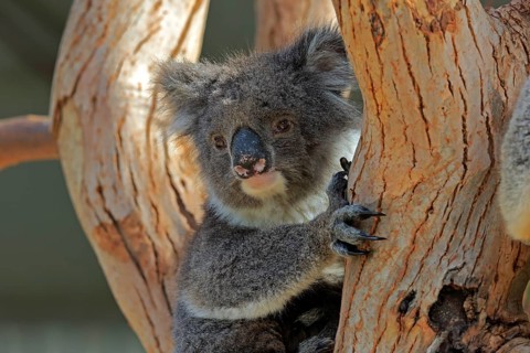 Koala