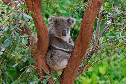 Koala