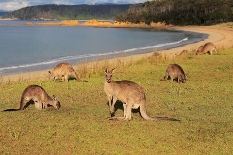 Eastern grey kangaroo