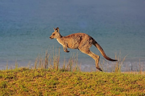 Eastern grey kangaroo
