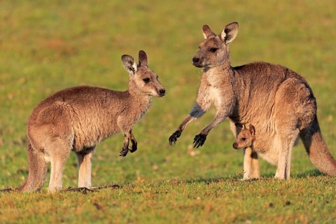Eastern grey kangaroo