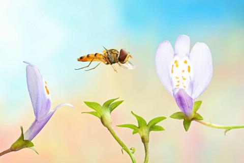 Marmalade hoverfly