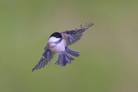 Willow tit
