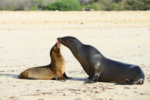 Galapagos sea lion