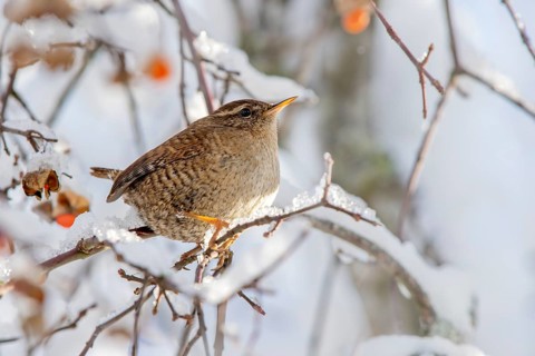 Eurasian wren