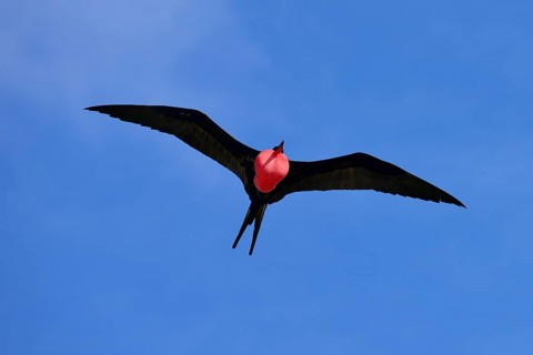 Great Frigatebird
