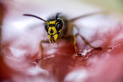 German wasp