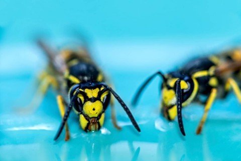 German wasps