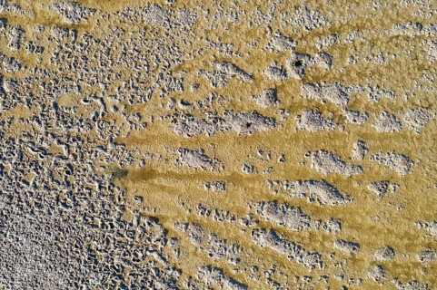 Saline soil near the saltworks at Almadraba de Monteleva