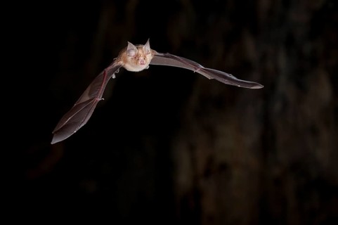 Greater horseshoe bat