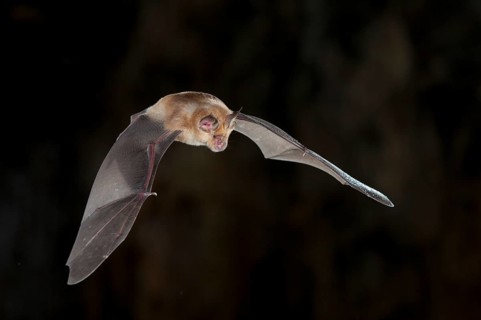 Greater horseshoe bat