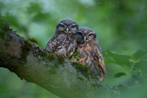 Little owl