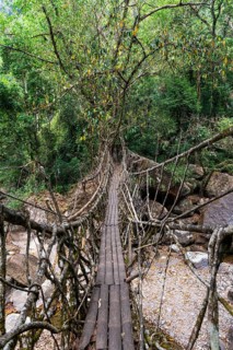 Living Root Bridge