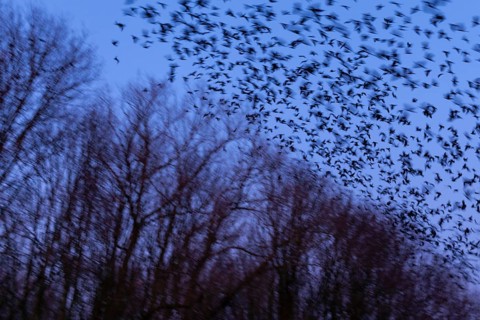 Western jackdaws