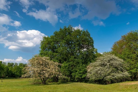 Flowering hawthorn