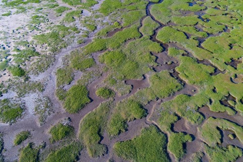 Salt marshes in front of the dike