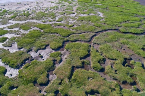 Salt marshes in front of the dike