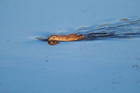 Swimming muskrat