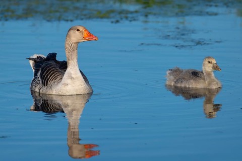 Greylag goose