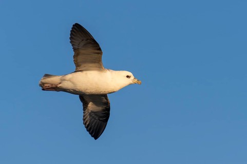 Flying Northern fulmar