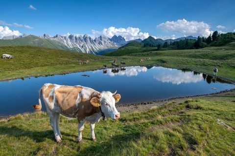 Cows on the alpine pasture