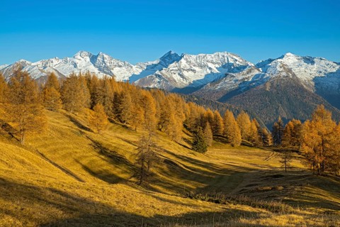 Autumn larch meadows