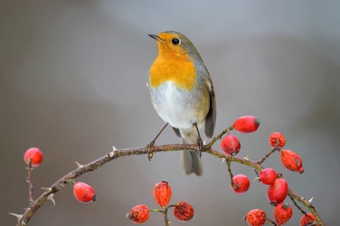 European robin