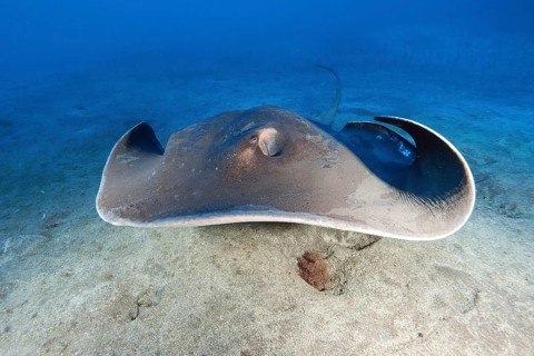 Round stingray