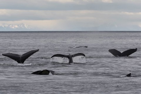 Diving humpback whales