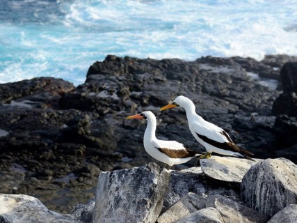 Two Nazca Boobies