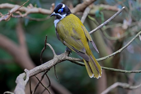 Blue-faced honeyeater