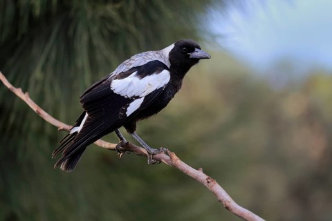 Australian magpie