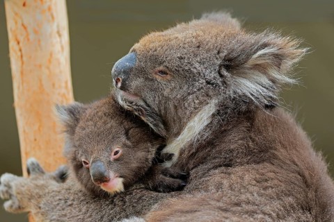 Koalas
