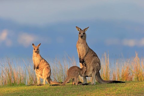 Eastern grey kangaroo